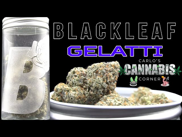 Blackleaf Gelatti Review CCC:80