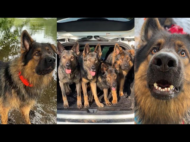 Llevamos este cerco GPS para perros fuera de la red | Nuestra experiencia honesta con el Halo Col...