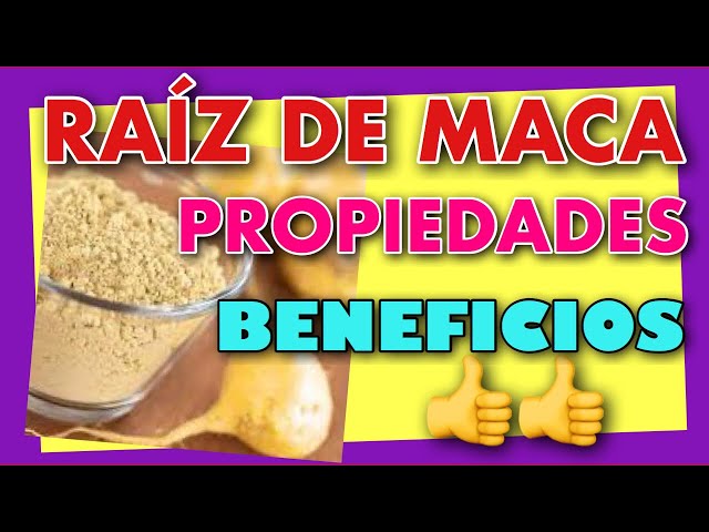 👍 Maca Root ✅ 5 Benefits, Properties 🚀 and Contraindications 🔥