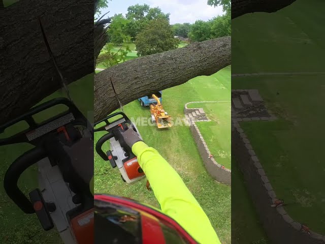 Dropping a Massive Tree Branch with a Chainsaw