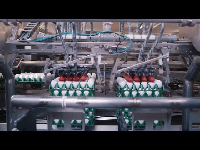 Inside Automatic Egg Processing Machines, egg sorting machine, innovative technology sloutions