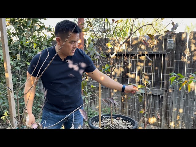 Growing Guava Fruit Trees in Cold Climate