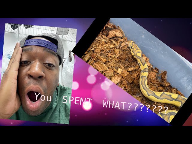 Our BIGGEST investment yet. Hypo clown het DG ball Python