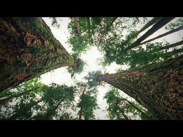 How trees talk to each other | Suzanne Simard