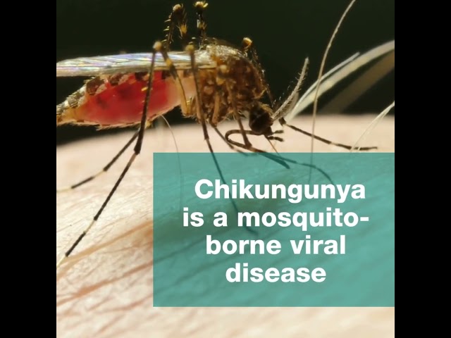 What is chikungunya? #virus #mosquito