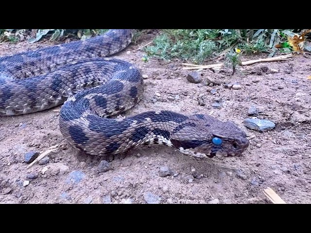 Viper Snake - Details and what you need to know