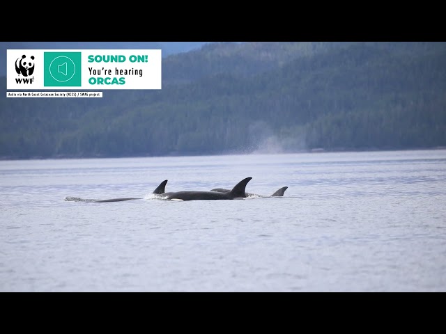 Whale Sounds | Orca