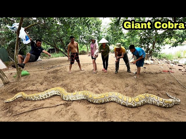 The Threat Of Two Girls By A Giant Python || Giant Snake Hunter
