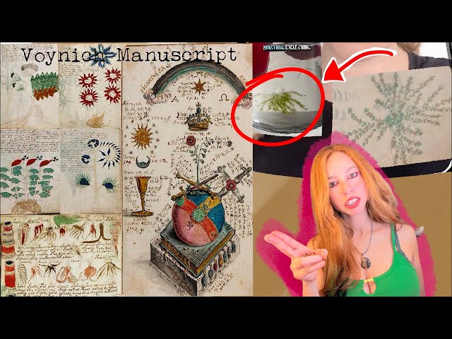 Paulina Enchanted is live! -the women on TikTok have been decoding the Voynich Manuscript