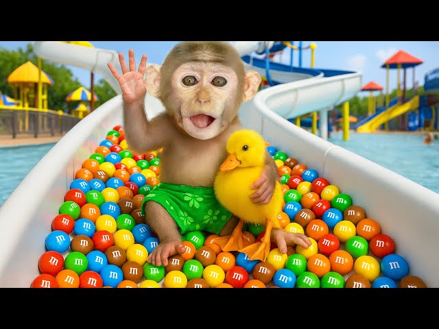 Monkey KoKo cute goes to the water park with the duckling and eats colorful cakes! - MONKEY KOKO