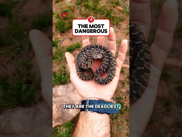 The Snake That K1LLS the Most Humans! 🐍💀 | Saw-Scaled Viper  #shorts