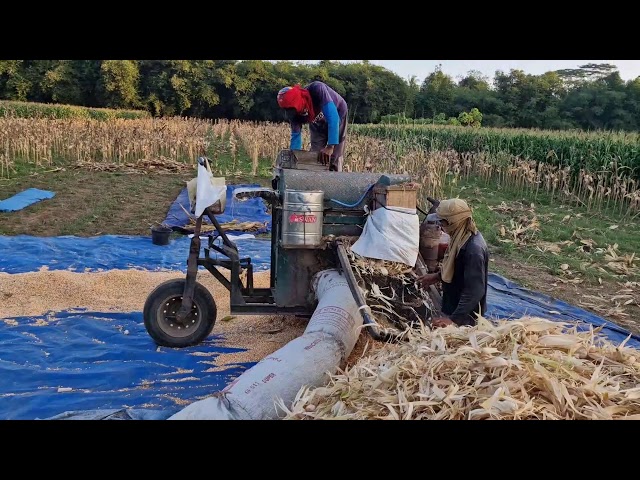 UNBELIEVABLE SPEED OF DRY CORN SHELLING PROCESS! - Agriculture farming