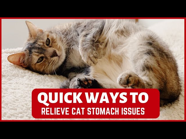 How to Relieve Cat Stomach Issues??(Fast Natural Home Remedies)