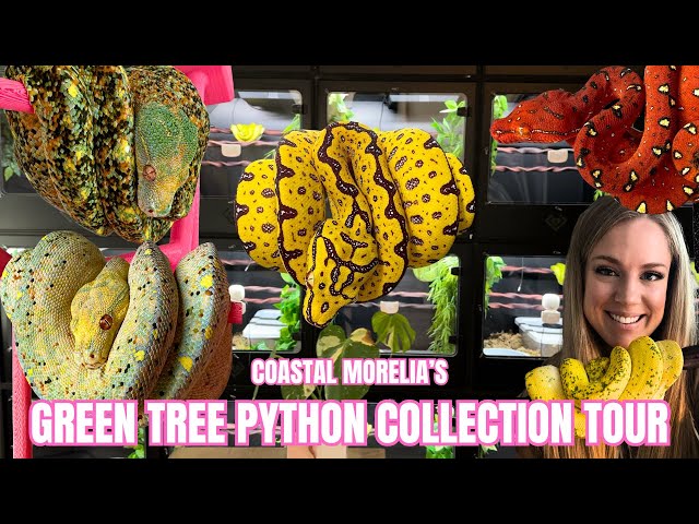 CRAZY Designer Green Tree Python Collection Tour With A Woman's Touch