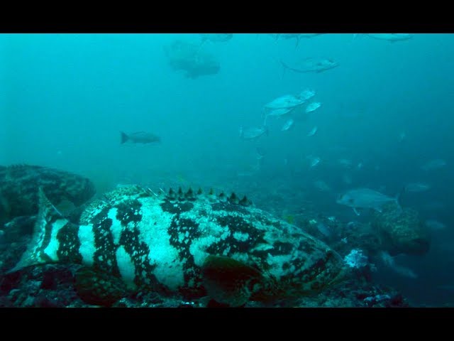 Jewfish Over Population (Goliath Grouper)