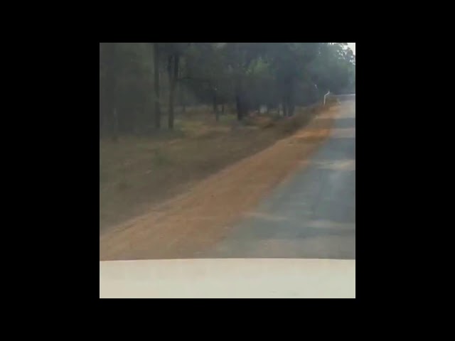driving through bandhavgarh national park | the road where wild rules | #wildlife #nature