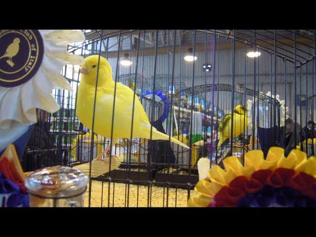 Best Border Canaries in Faenza show 2018