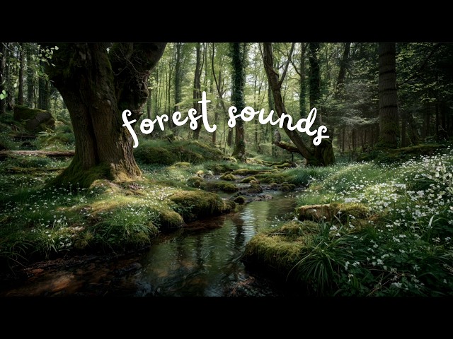 Forest Ambience – Babbling Brook 🌳 Forest Animals & Calming Birdsong for Rest