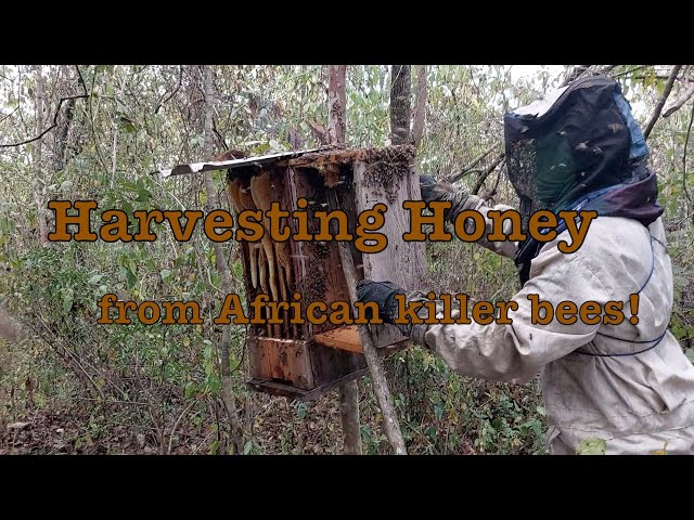 Harvesting Honey from African Killer Bees!