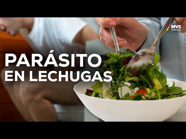 Not even chlorine kills it: Chopped lettuce could transmit a dangerous parasite | MVS Noticias