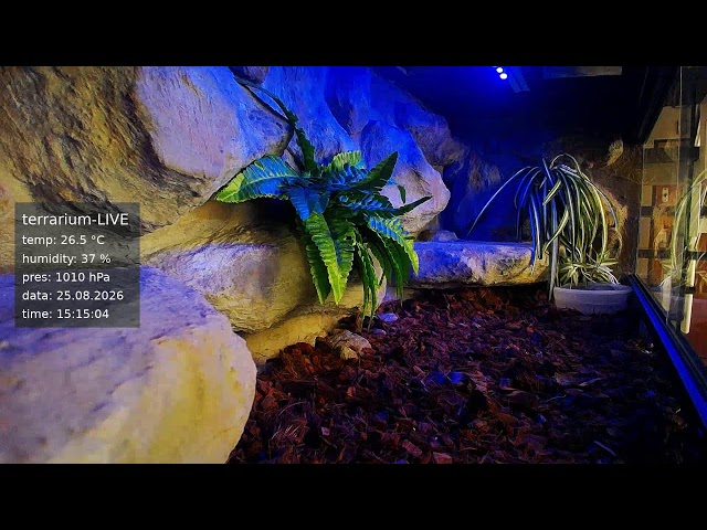 terrarium-LIVE 🔴 25/08/2026 🐍 Ball Python Regius Snake