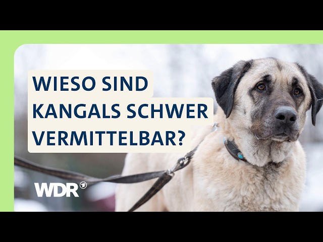 Herdenschutzhunde: Der lange Weg ins neue Zuhause | S05/E02 | Hallo Tierheim! | WDR
