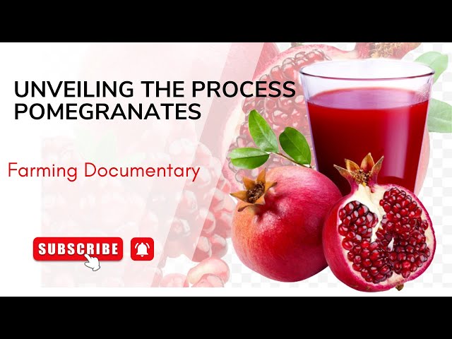 Unveiling the Process Pomegranates—Farming Documentary