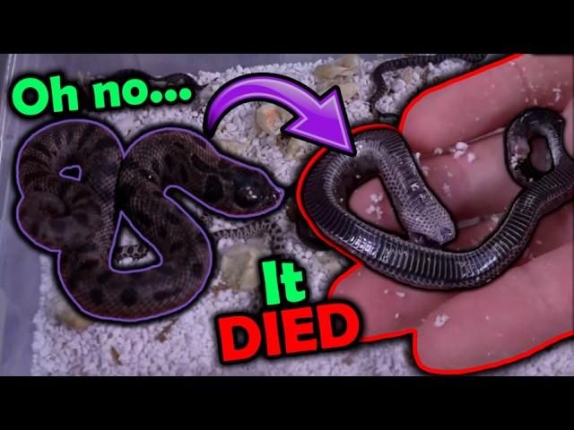 Black Hognose Snakes Hatching!