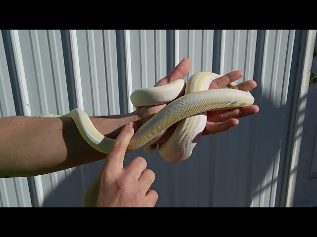 1/13/26 Cow Reticulated Python Male 3