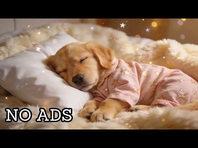 NO ADS 24 HOURS Music to Calm Dogs When Owner is Away