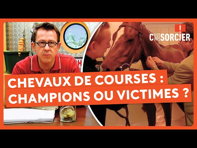 Les chevaux de courses : Champions ou victimes ? - C'est pas sorcier