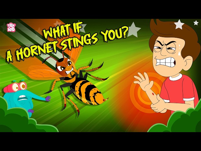 Can a Hornet Sting Be Dangerous? | What If a Hornet Stings You? | Hornets vs Humans | Dr. Binocs