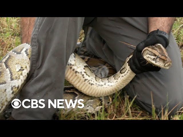 Efforts underway to hunt invasive Burmese pythons in Florida