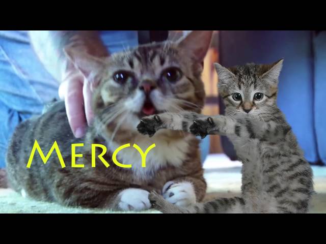 Catsong - One Million Clicks