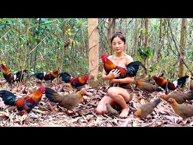 Harvesting 12+ Wild Jungle Fowl Using Primitive Traps for Domestication | Thương - Bushcraft