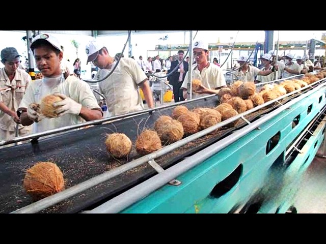 COMO se PRODUCEN los COCOS más DELICIOSOS del MUNDO🥥