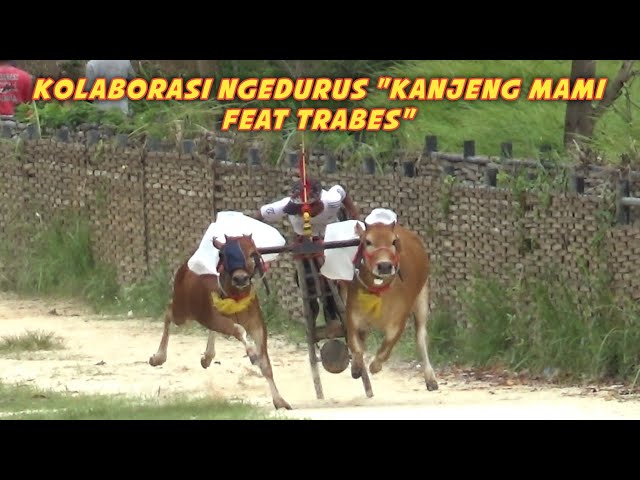 Kolaborasi Ngadurus Saat Latihan Karapan Sapi, Kanjeng Mami Feat Trabes. 