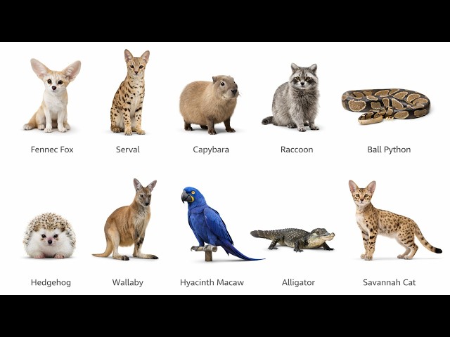 😳 10 Animals You Won’t Believe Are Legal to Own 😱