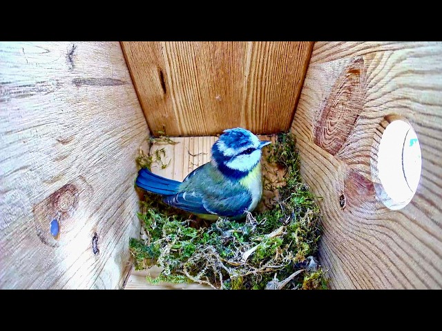🔴 LIVE 24/7: Blaumeisen Nistkasten | Birdbox Cam Dortmund 🐦✨