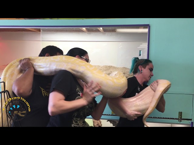 Wrangling a HUGE Burmese Python! Will She Eat?
