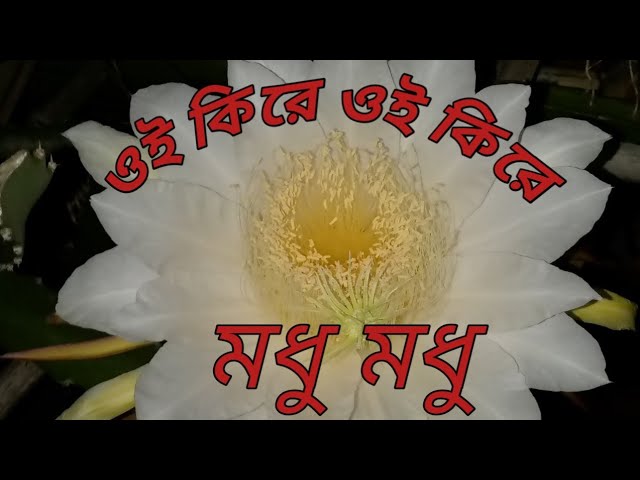 মধুপুরের মধুবাগান থেকে ঘুরে আসলাম।টাঙ্গাইল, Parvez World 