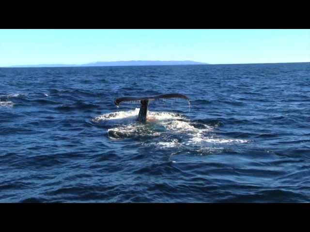 El Golfo Corcovado: ecosistema único para ballenas azules en Chile