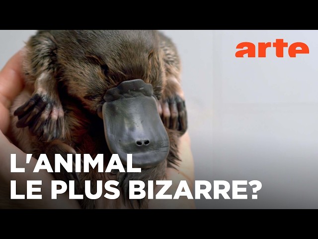 Australie, l'énigmatique ornithorynque | 360° Reportage | ARTE Évasion