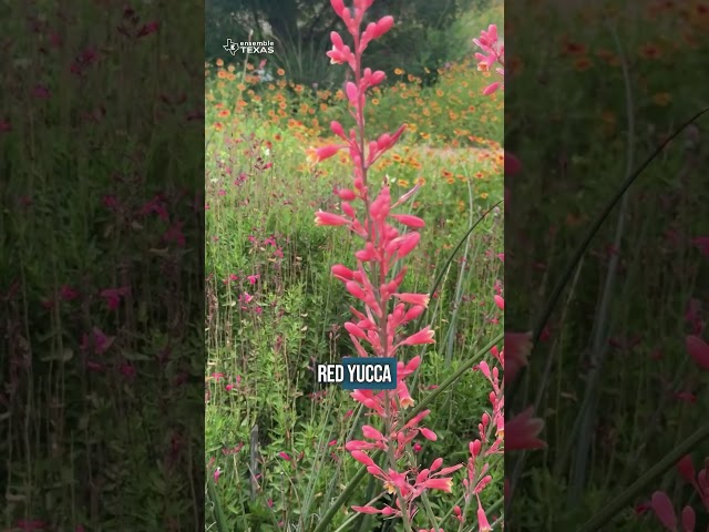 10 Texas Native Plants to Attract Pollinators 🦋🌼