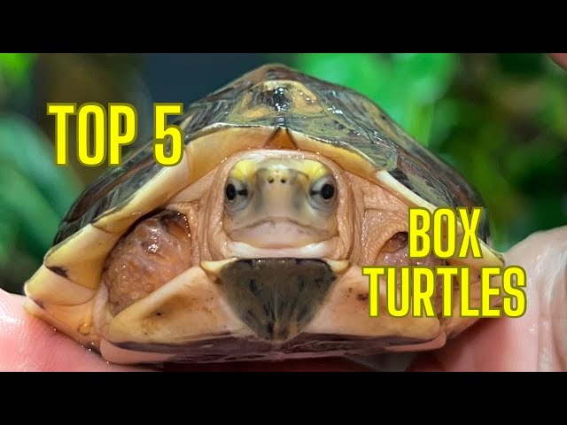 Best Box Turtles