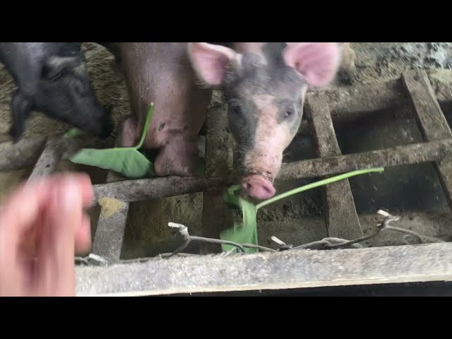 Healthy Mob Season 5?????