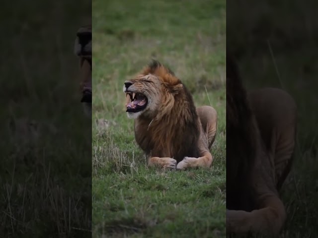 Lion Laughing 😂🦁 #kruger #lion #krugernationalpark #animals #southafrica #africansafari #knp