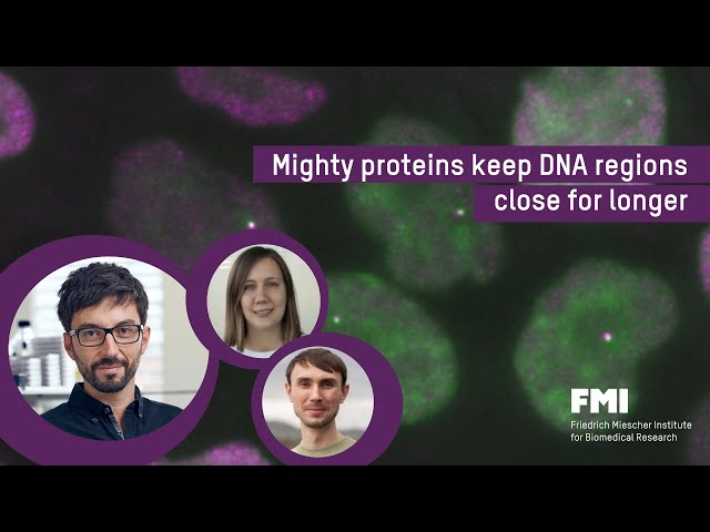 Video: Mighty proteins keep DNA regions close for longer