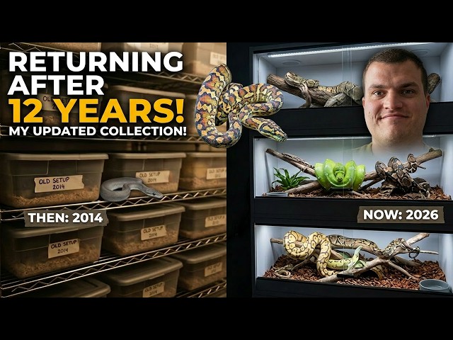 Radical Reptilia is Back! Ball Python Collection Updates