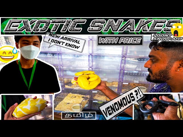 mexican black kingsnake💥🤯 ball python | exotic snakes showroom in bangkok | reptiles | python #தமிழ்